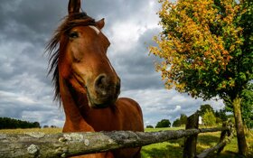 Reiten Usedom