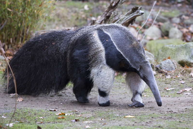 Ameistenbär Zoo