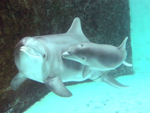 Flipper, Schniposa und der größte Hafen der Welt