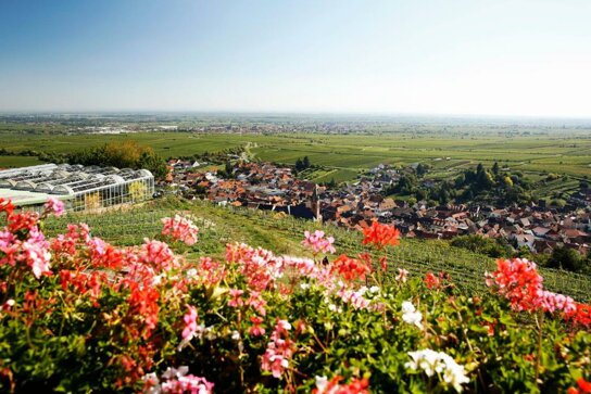 Ausblick auf St. Martin und Rheinebene