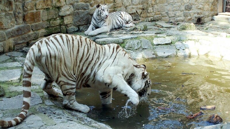 Tiger im Zoo Aschersleben