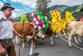Almabtrieb 2 c TVB Kitzbueheler Alpen Kurt Tropper