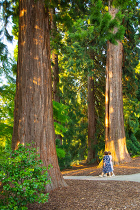 Mammutbäume Kurpark Badenweiler 2021 © Mathias Hollerbach (1)