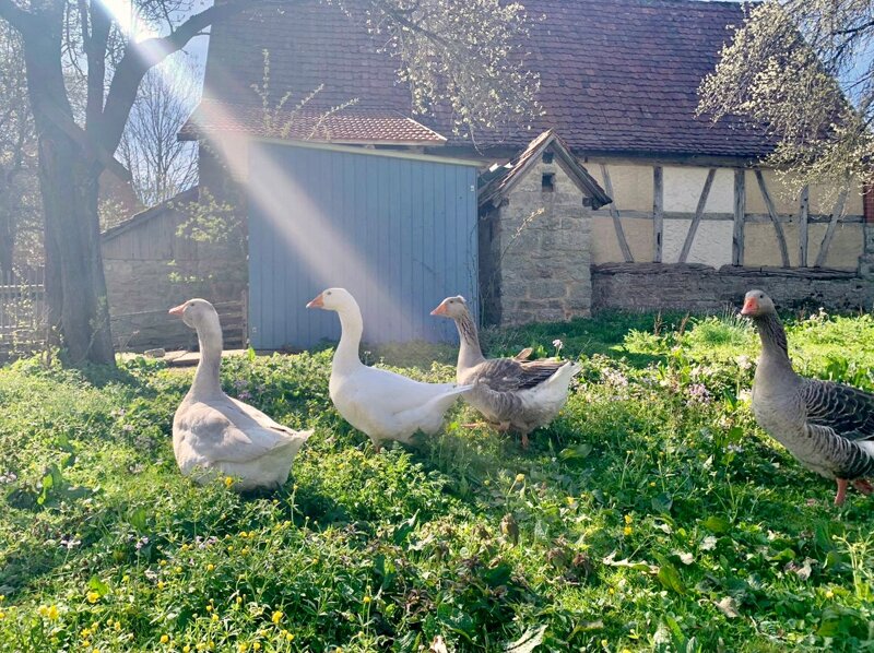 Gänse im Freilichtmuseum