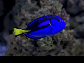 Dorie