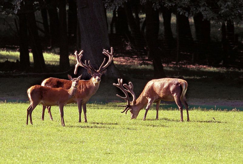 Rotwild auf einer Wiese