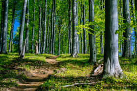 Jasmund2 Credit Tourismuszentrale Ru  gen Christian Thiele