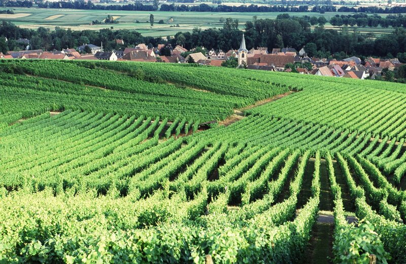 Ergersheim, vue sur le vignoble c Office de Tourisme Molsheim Mutzig