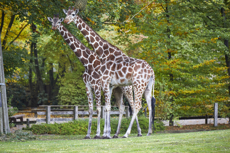 Giraffen Allwetterzoo Münster