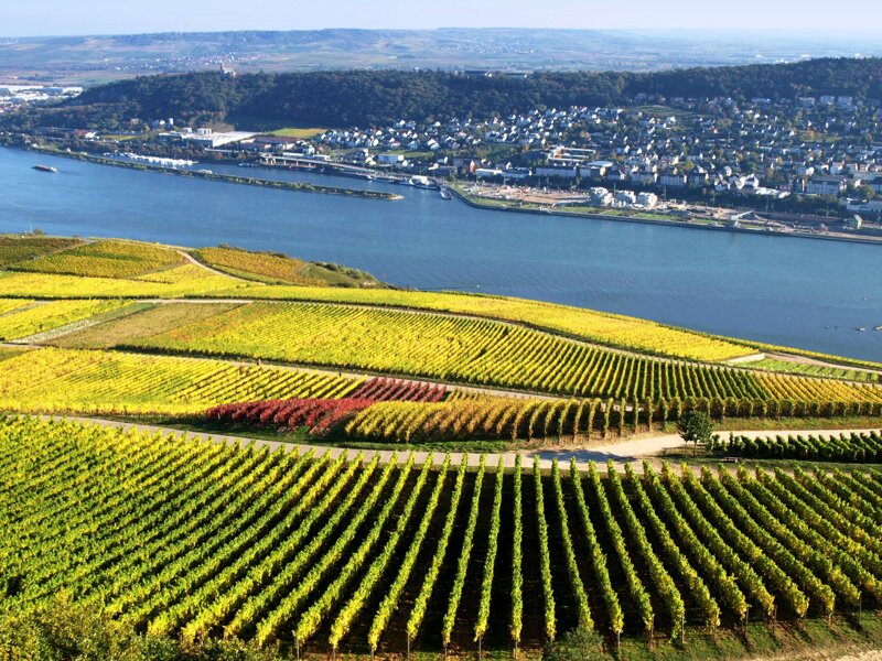 Weinreben am Rhein