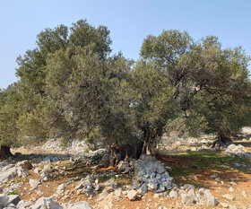 1600 Jahre alter Olivenbaum