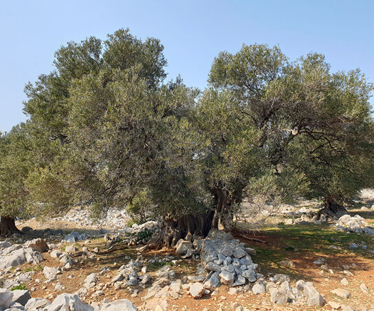 1600 Jahre alter Olivenbaum