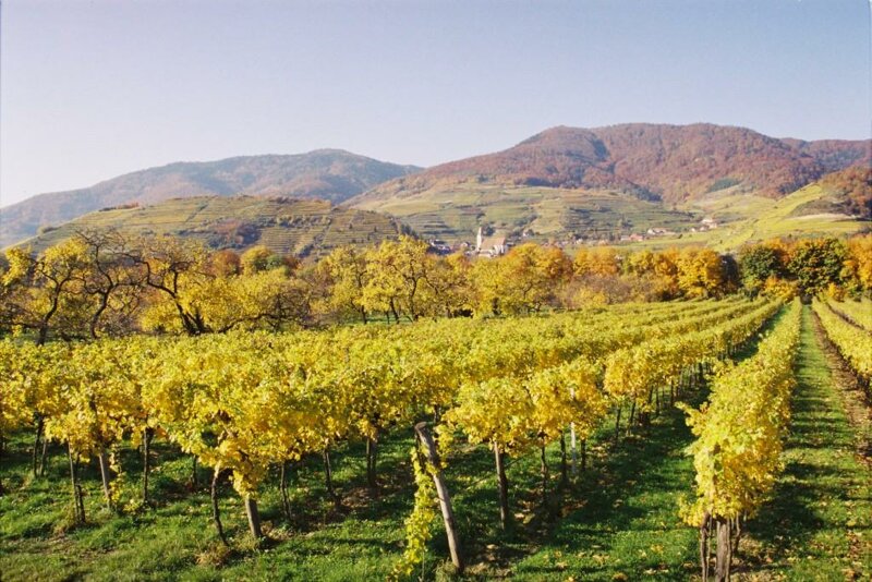Weinreben