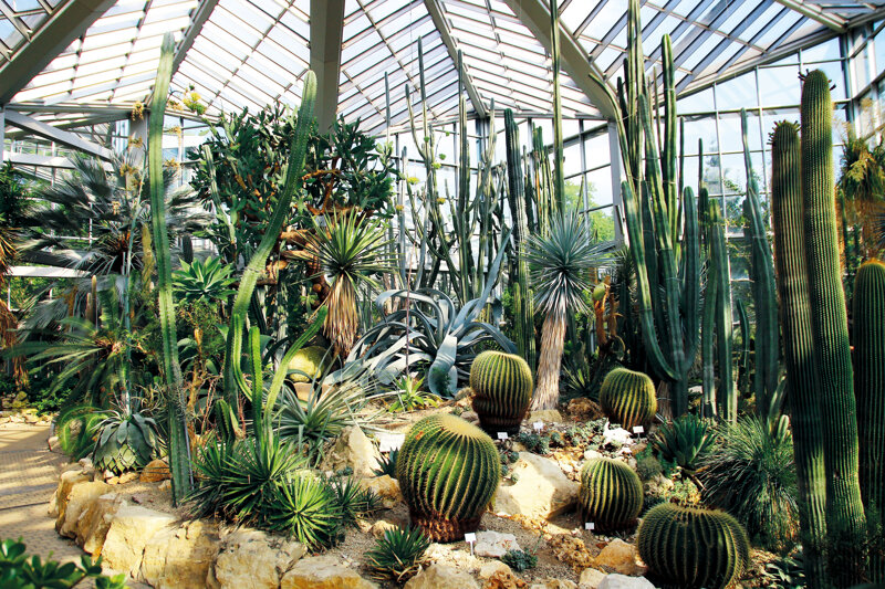 Halbwüste im Tropicarium des Palmengartens Frankfurt