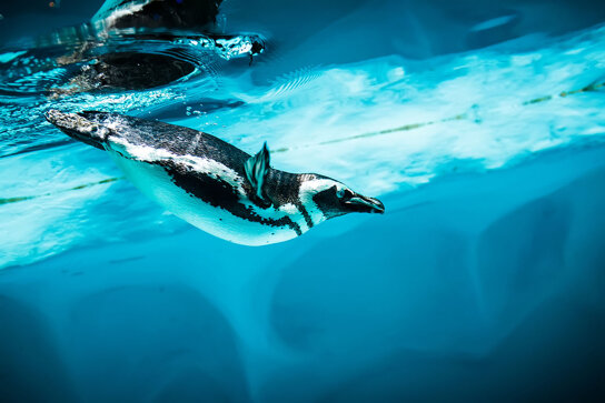 acquario di cattoloca pinguini