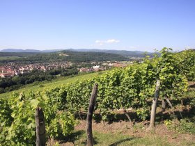 Weinberge c Hôtel L'Ours de Mutzig