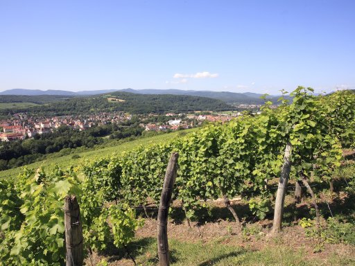 Bärenstarke Tage im schönen Elsass