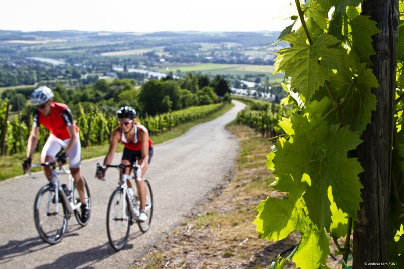 2 Männer auf Trekkingrädern im Weinberg