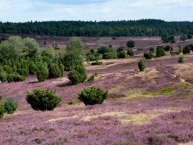Lüneburger Heide Landschaft c Pixabay