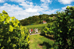 ste 366 Steigerwald Weinberge am Falkenberg