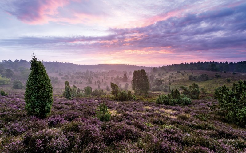 Lüneburger Heide Landschaft