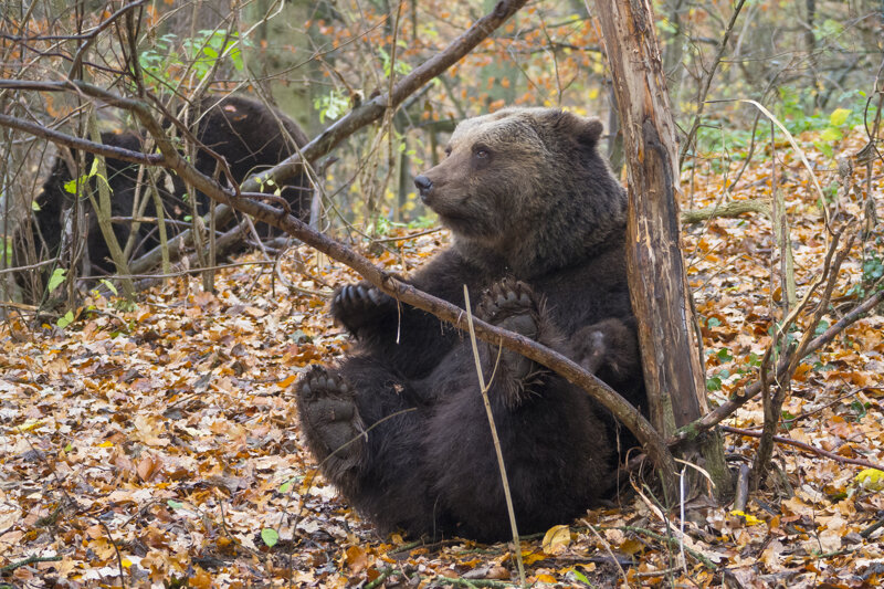 Bärenpark Müritz Bär