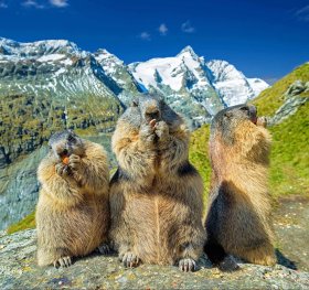 Murmeltiere-Grossglockner-Hochalpenstrasse