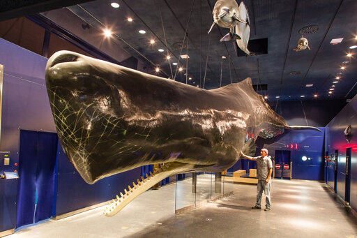 Multimar Wattforum - Tönning