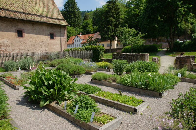 Kräutergarten im Kloster Hirsau – © Stadt Calw
