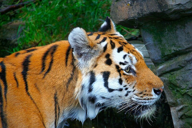 Tiger im Zoo Wuppertal