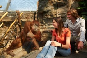Asien Orang c Zoom Erlebniswelt