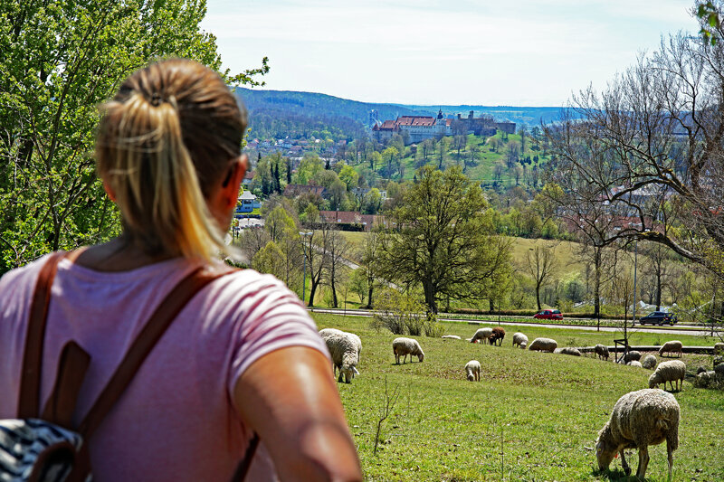 Wandern Schloss Schafe Heidenheim-an-der-Brenz(c)Stadt Heidenheim