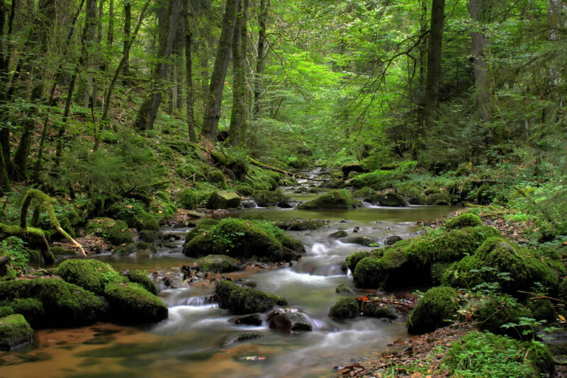 Enz im Ortsteil Enzklösterle im Schwarzwald