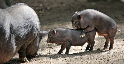 Wildpark - Schwarzach