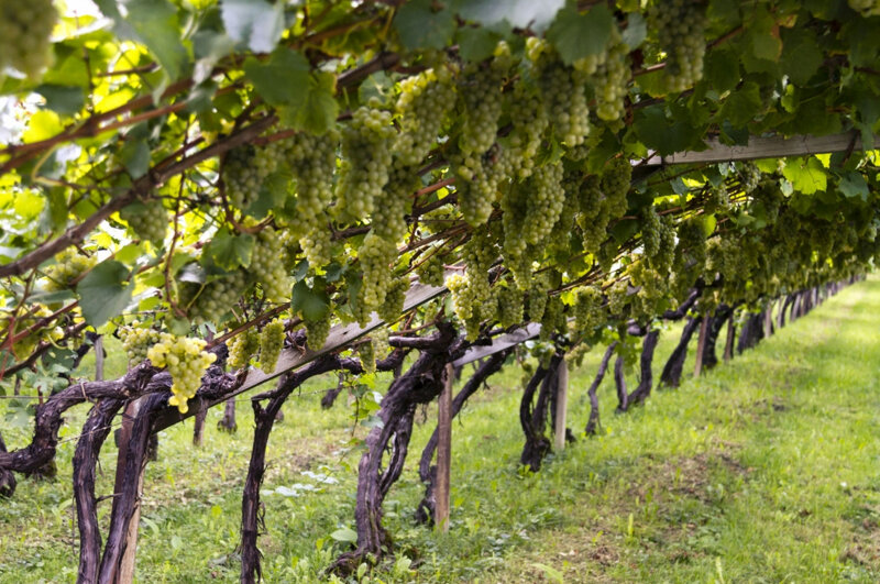 Weinreben im Südtiroler Unterland – typische Weinterrassen an der Südtiroler Weinstraße