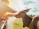 Ihr Afrika-Abenteuer im Safariland Stukenbrock
