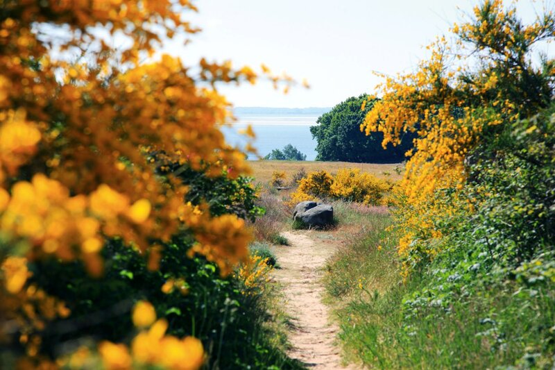 Wanderweg auf der Insel Hiddensee