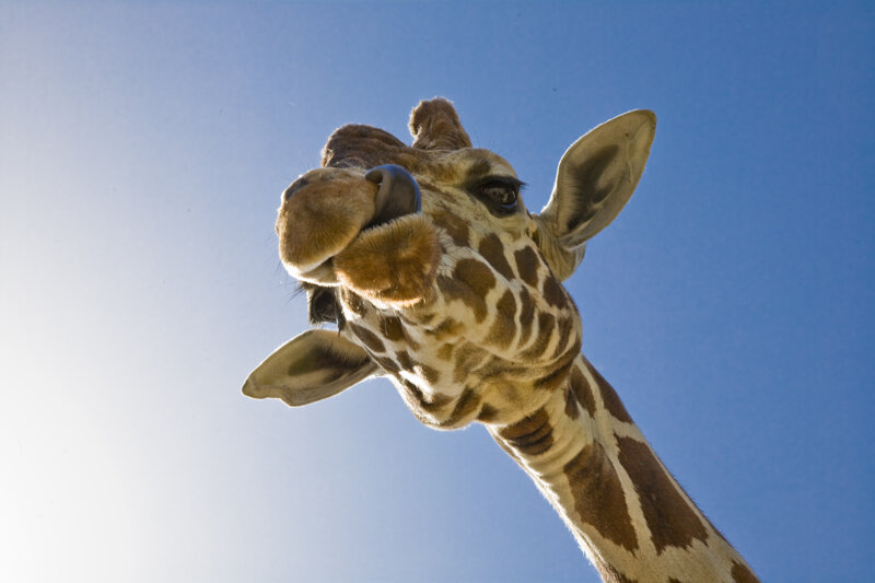 Giraffe im Tiergarten Nürnberg