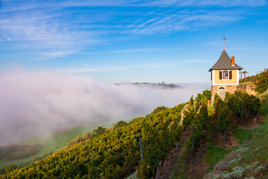Schwalbennest Weinberg Meißen c DML-Daniel Bahrmann