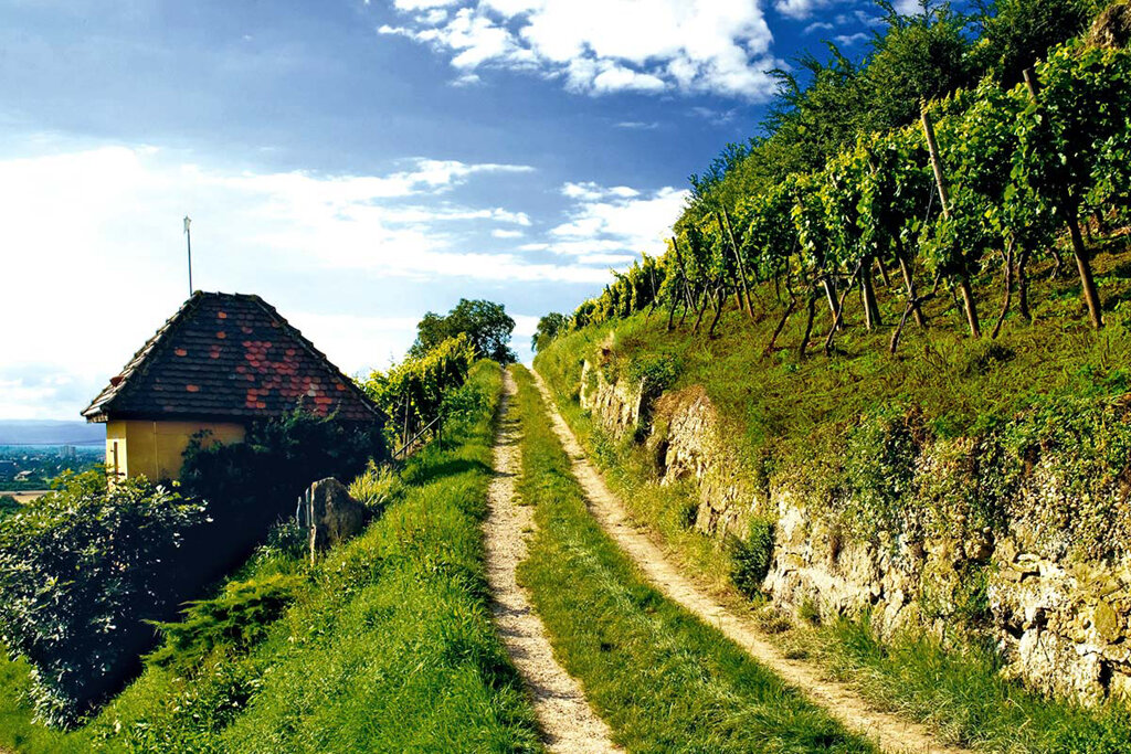 Auggen Landschaft C Werbegemeinschaft Markgräflerland
