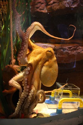 Oktopus c Sea Life Deutschland GmbH