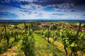 Landschaft Ballrechten-Dottingen C Werbegemeinschaft Markgräflerlan