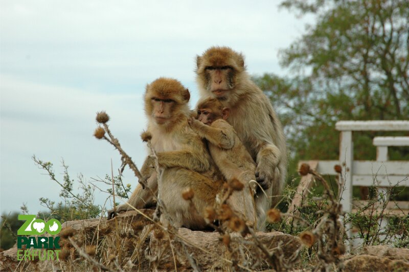 Berberaffen c Thüringer Zoopark Erfurt
