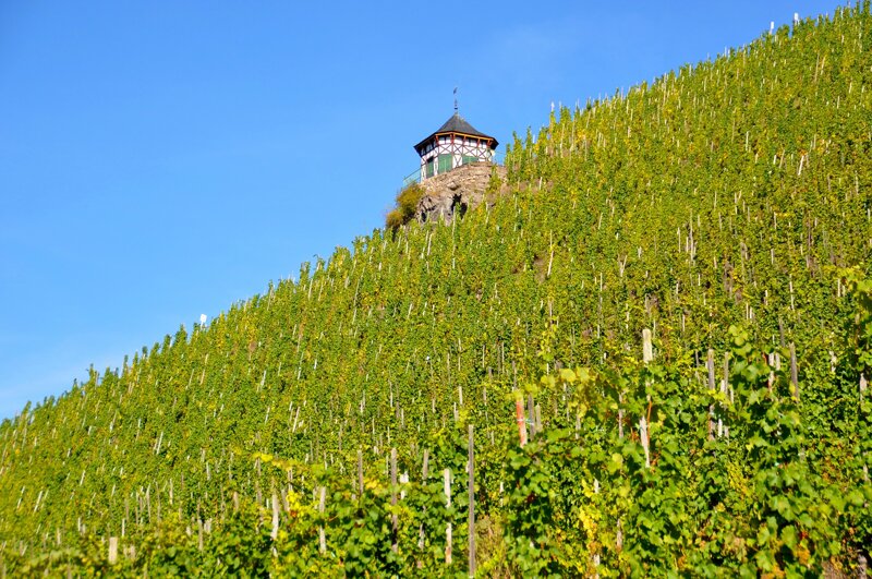Weinanbau Bernkastel-Küs