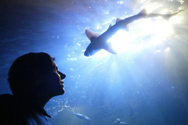 Acrylglastunnel durch Haibecken