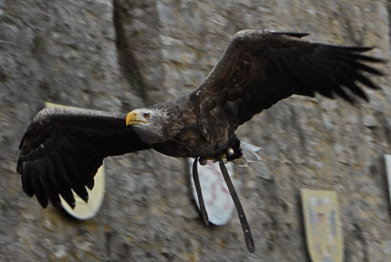 fliegender Adler