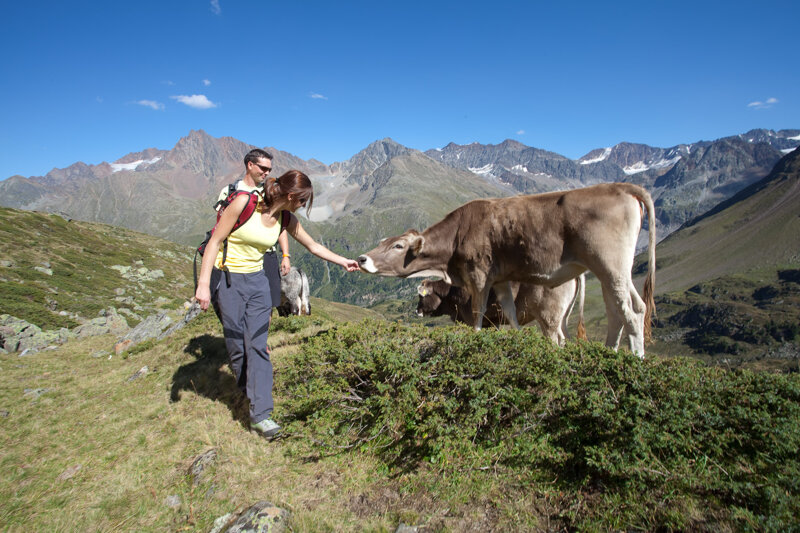Wandern Kuh c www.martinlugger.com