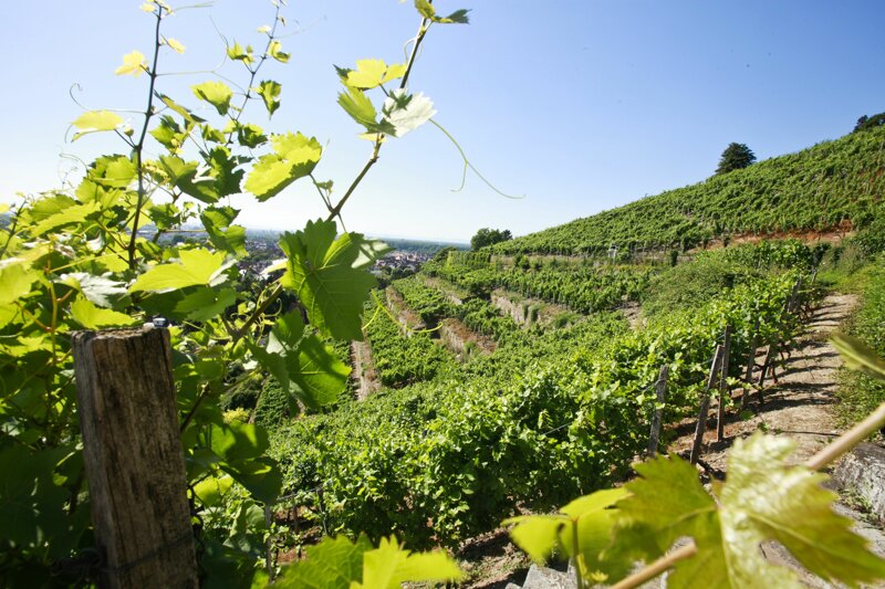 Staatsweingut Karlsruhe-Durlach – Weinberge am Turmberg