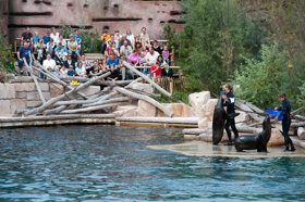 delphinlagune-im-tiergarten-nuernberg christine-dierenbach 000857