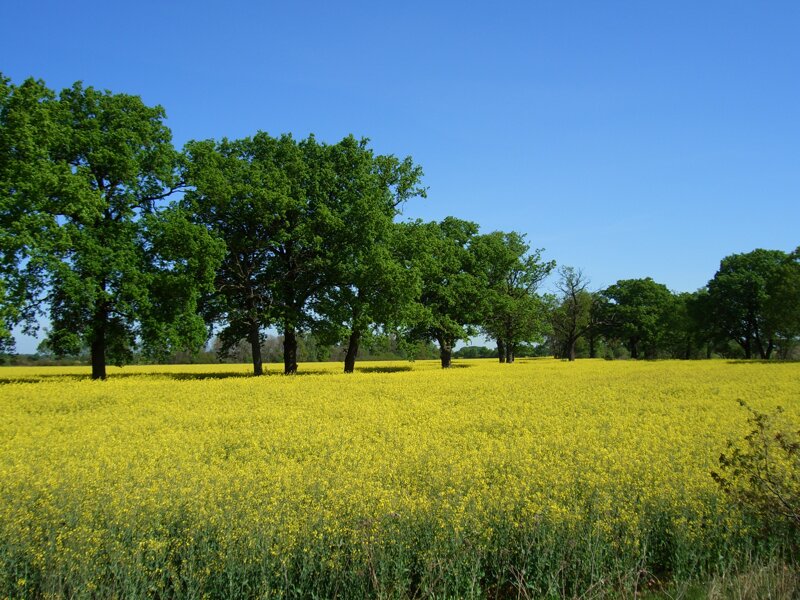 Landschaft in Sachsen-Anhalt – Natur und Erholung pur